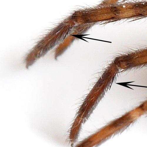 Segestria bavarica